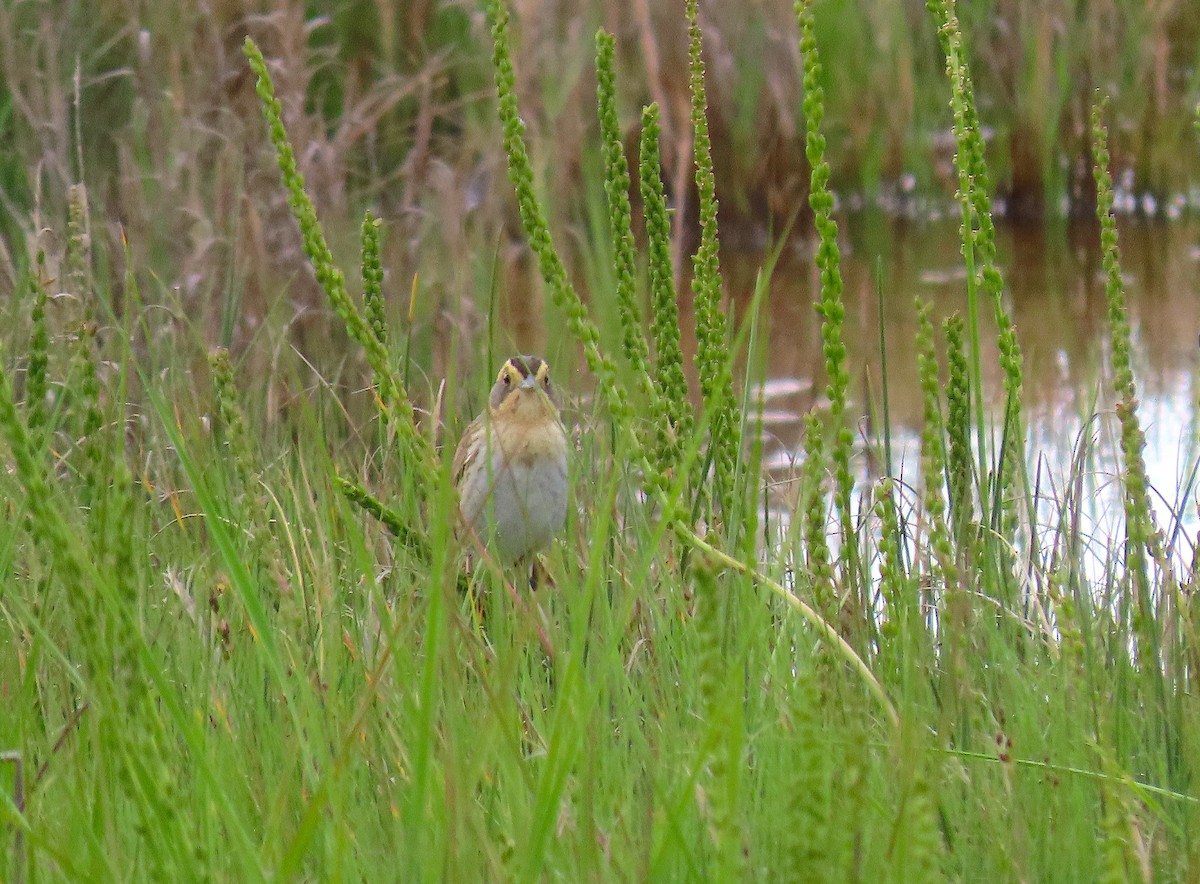 Nelson's Sparrow - ML462757801