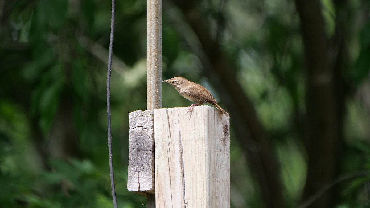 Northern House Wren - ML462757951