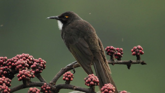 Short-bearded Honeyeater - ML462758