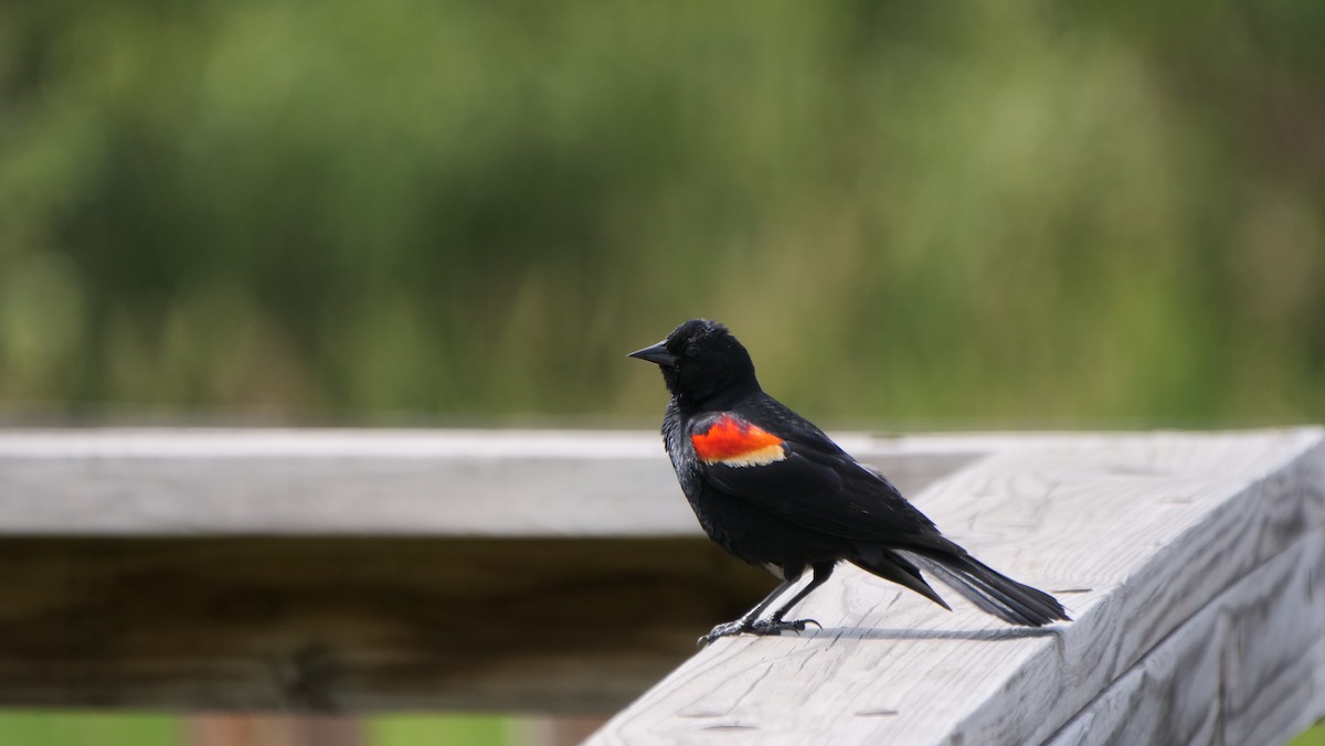 Red-winged Blackbird - ML462758101