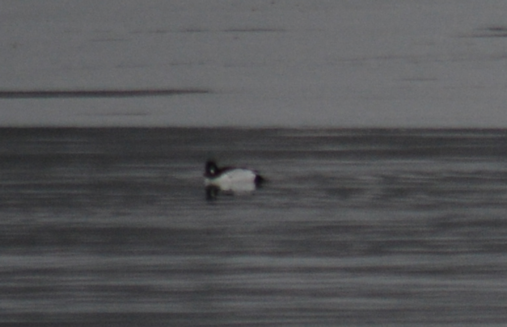 Common Goldeneye - ML46275811