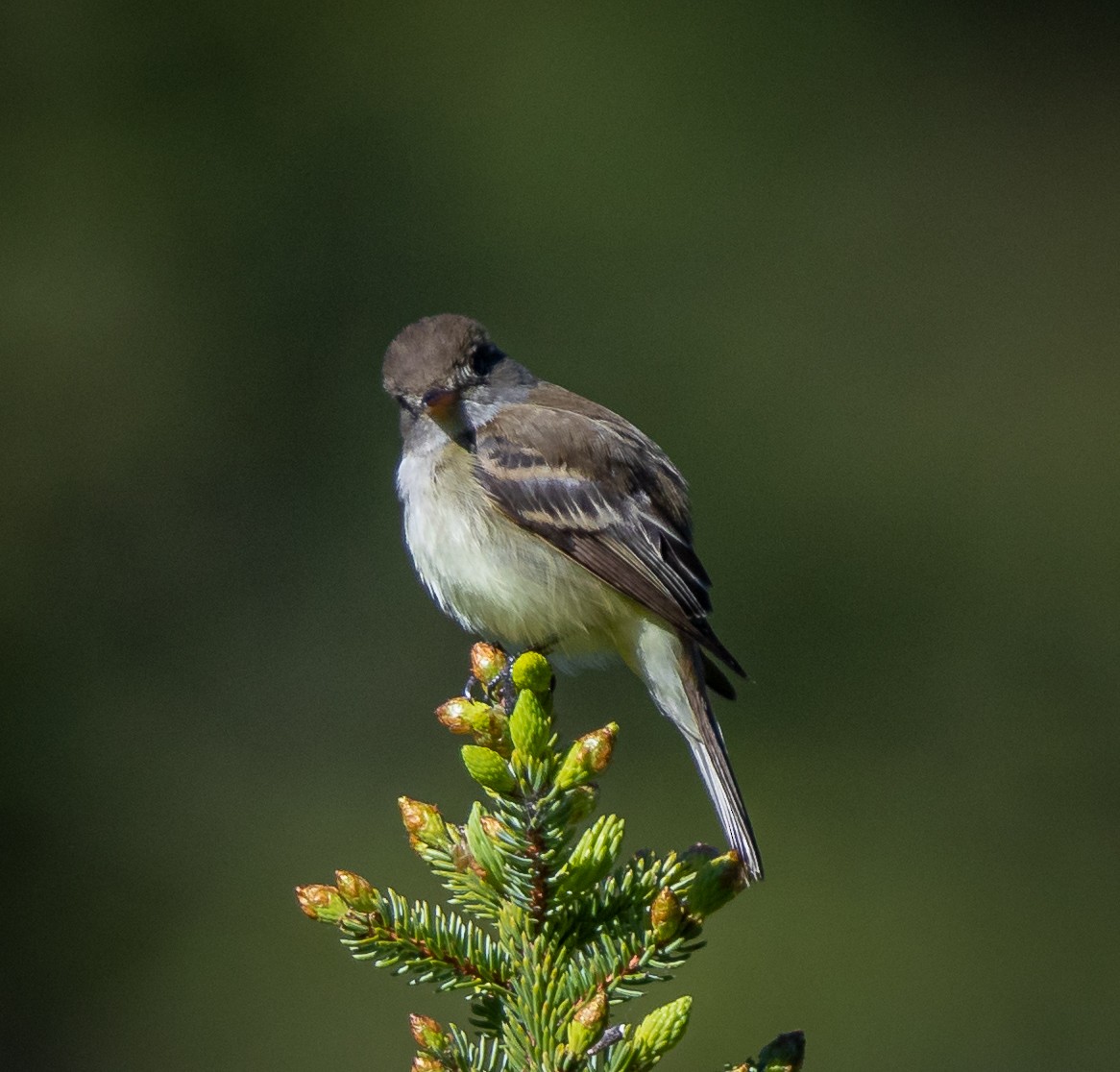 Hammond's Flycatcher - ML462761621