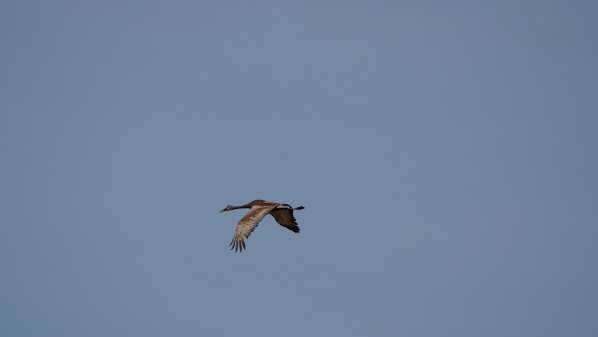 Sandhill Crane - ML462763001