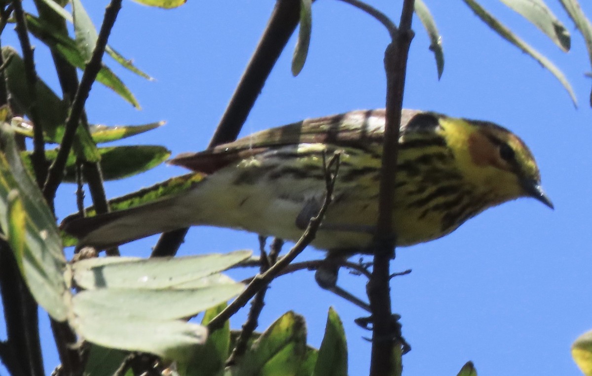 Cape May Warbler - ML462763041