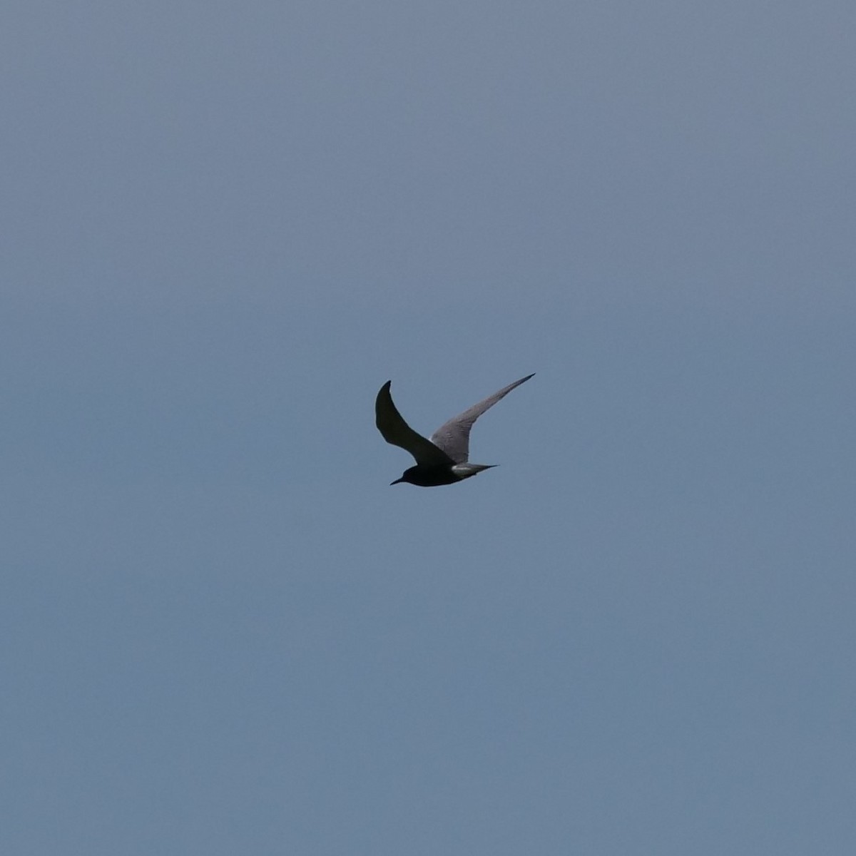 Black Tern - ML462763221