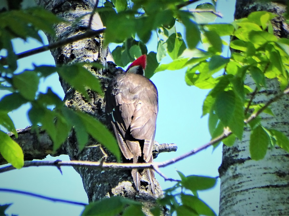 Pileated Woodpecker - ML462765281