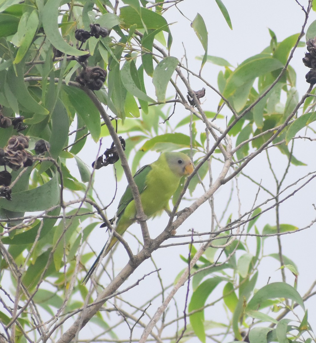 Plum-headed Parakeet - ML462766921