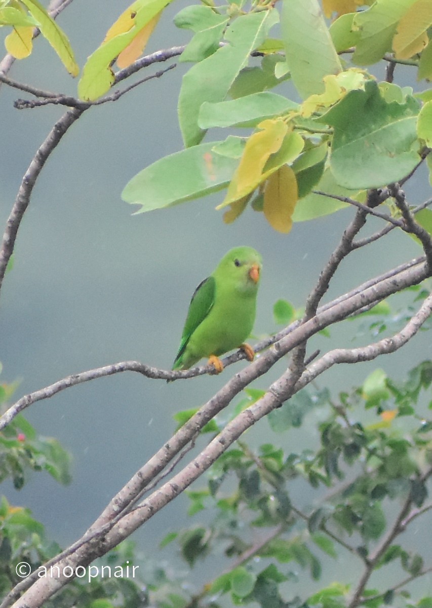 Vernal Hanging-Parrot - ML462766951