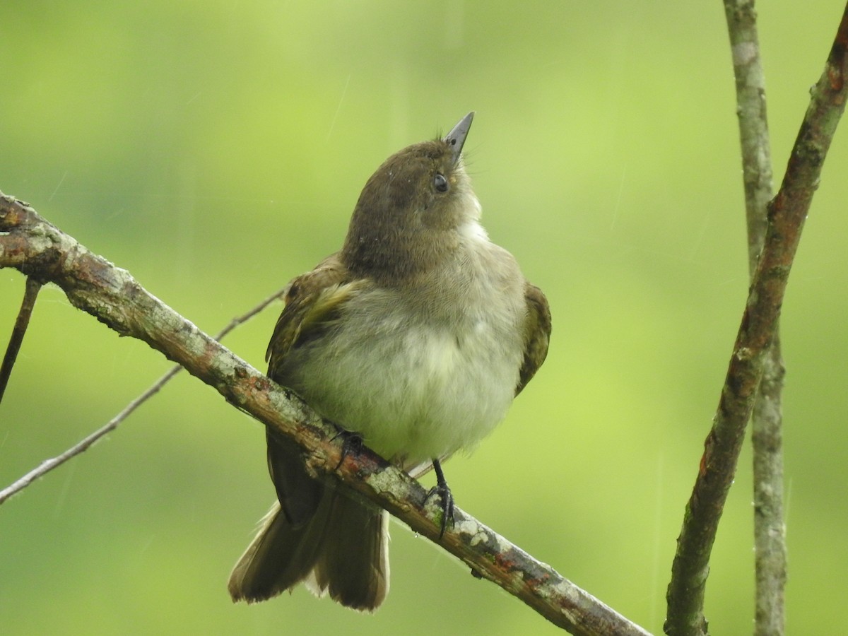 Eastern Wood-Pewee - ML462767521