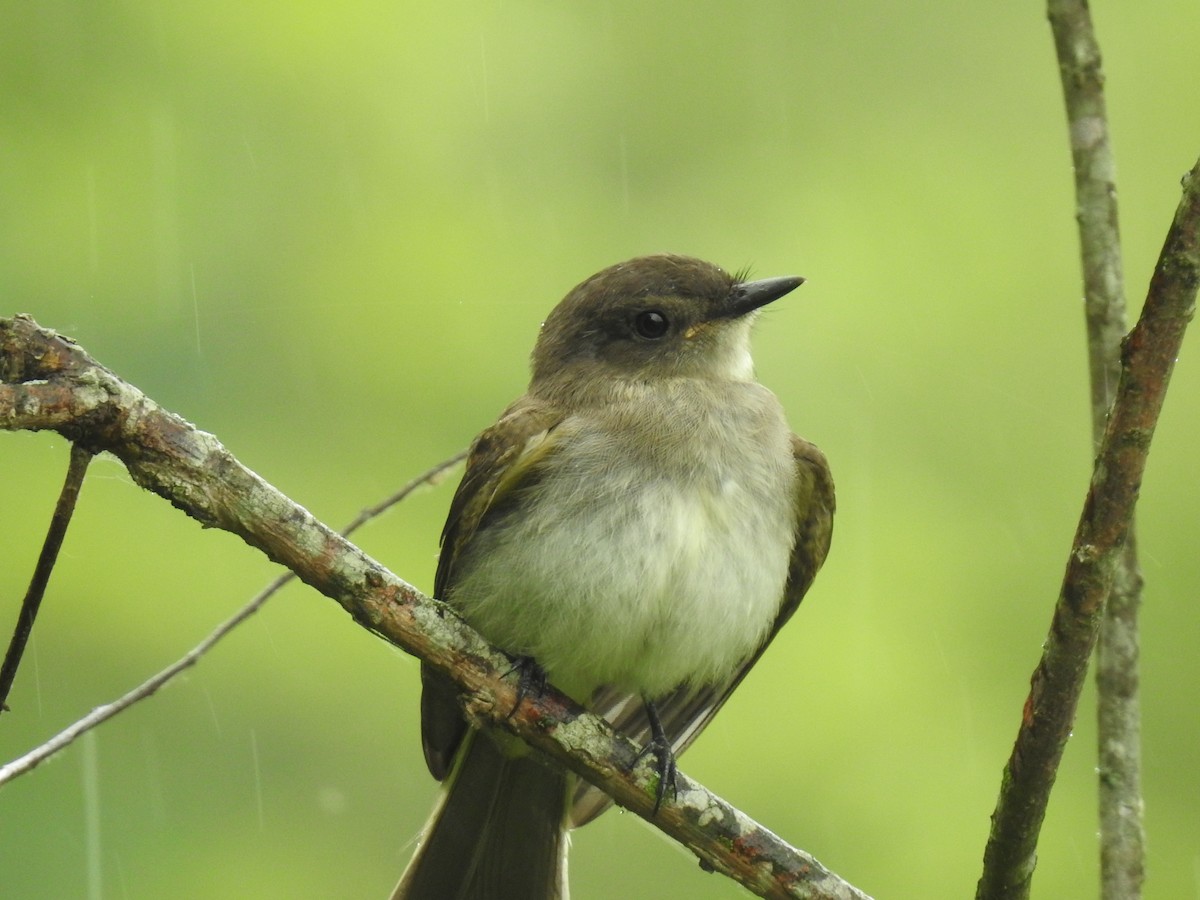 Eastern Wood-Pewee - ML462767551