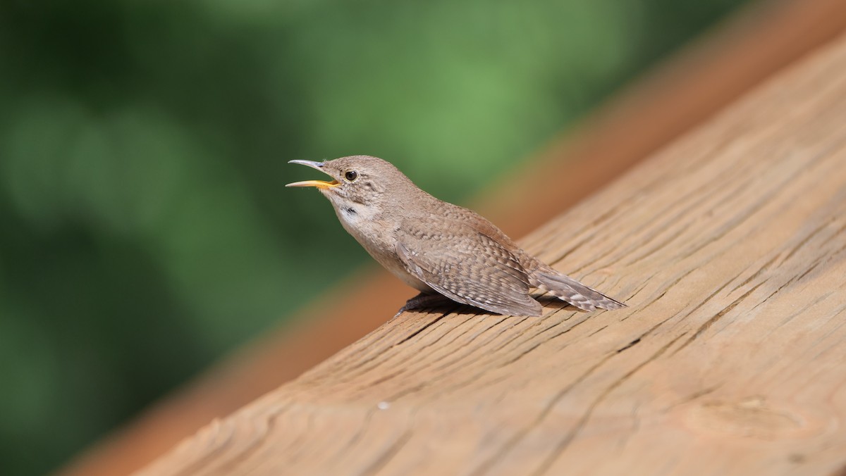 Northern House Wren - ML462769061