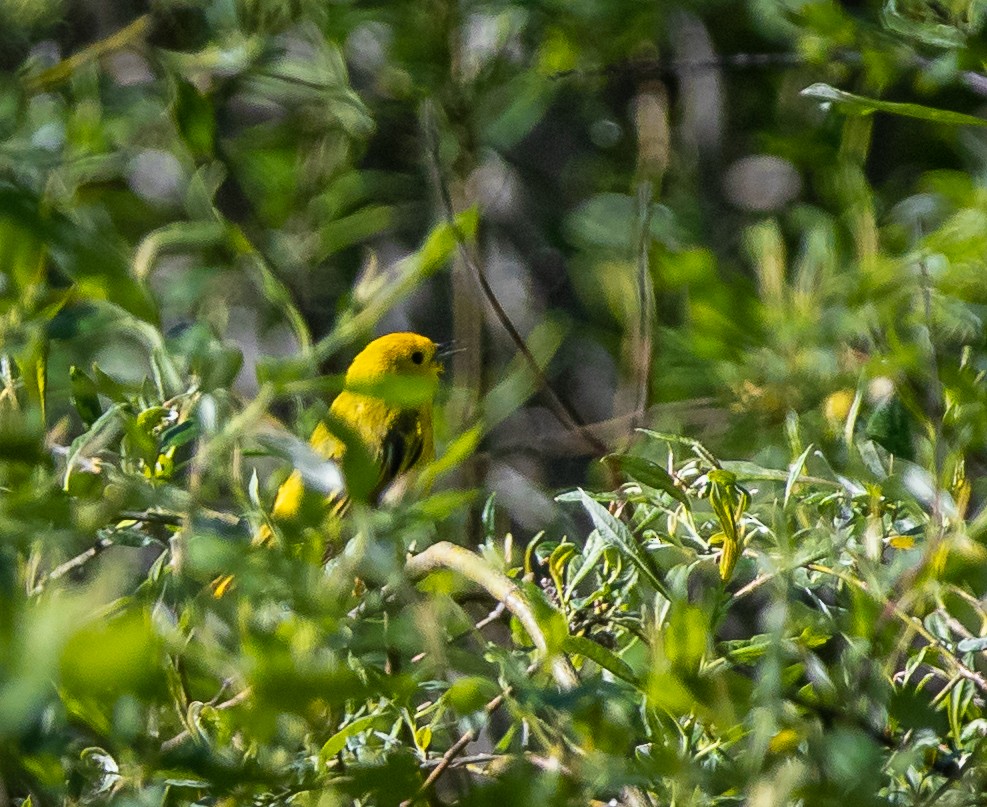 Yellow Warbler - ML462769111