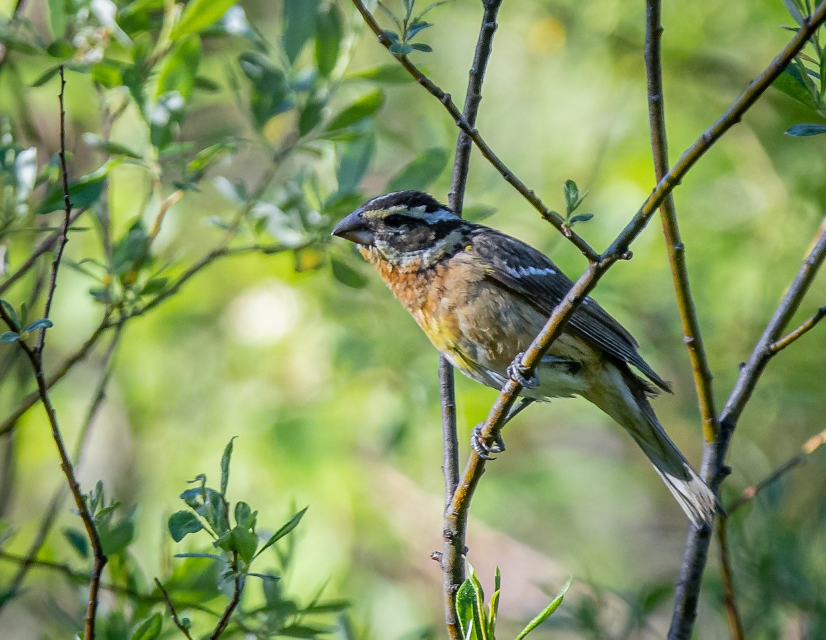 Black-headed Grosbeak - ML462769191