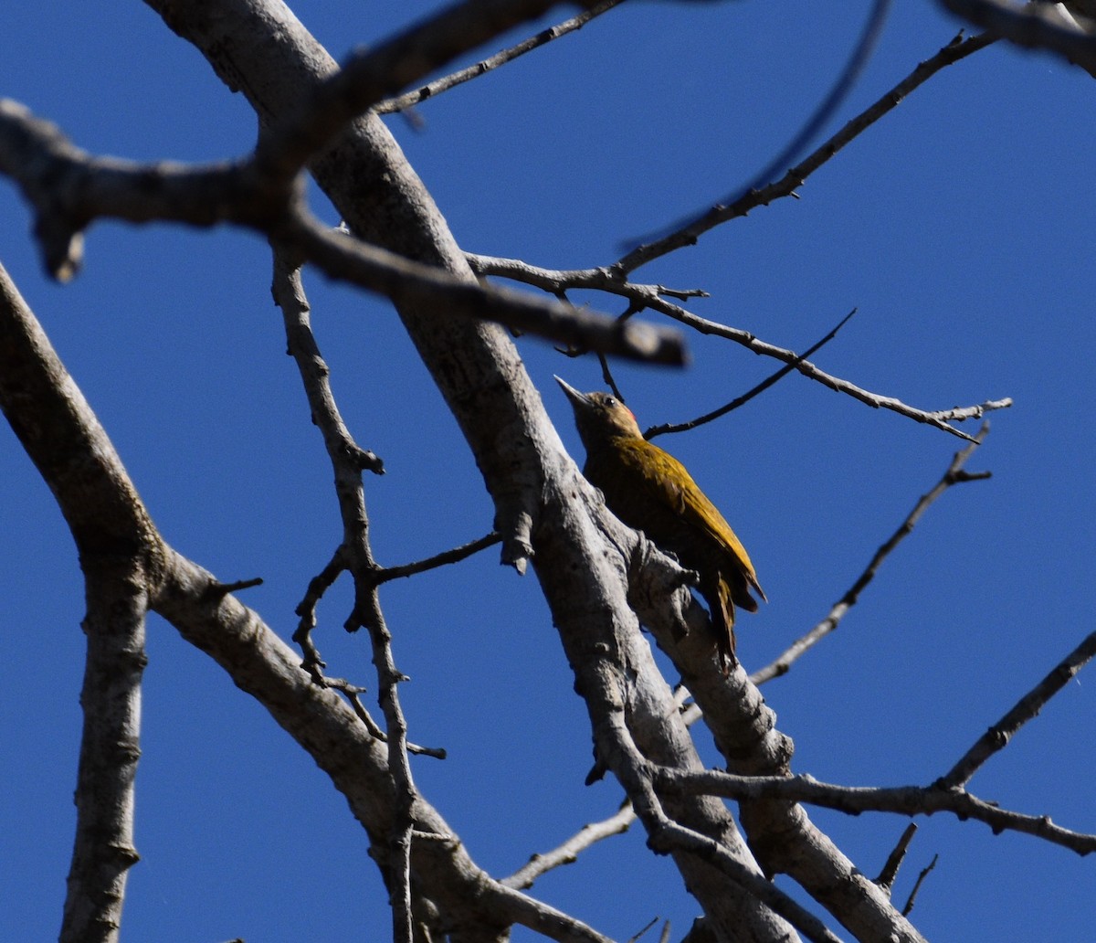 Little Woodpecker - ML462769331