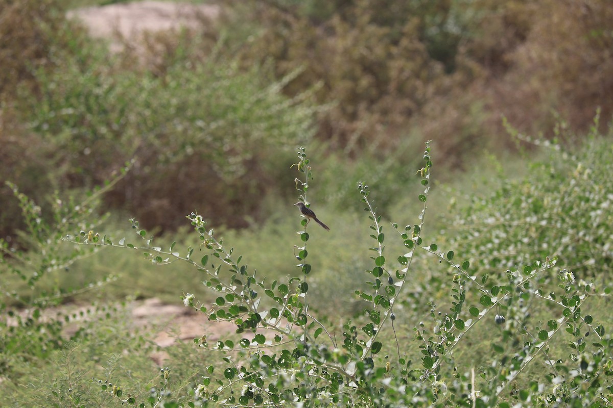 פשוש מזרחי - ML462769441