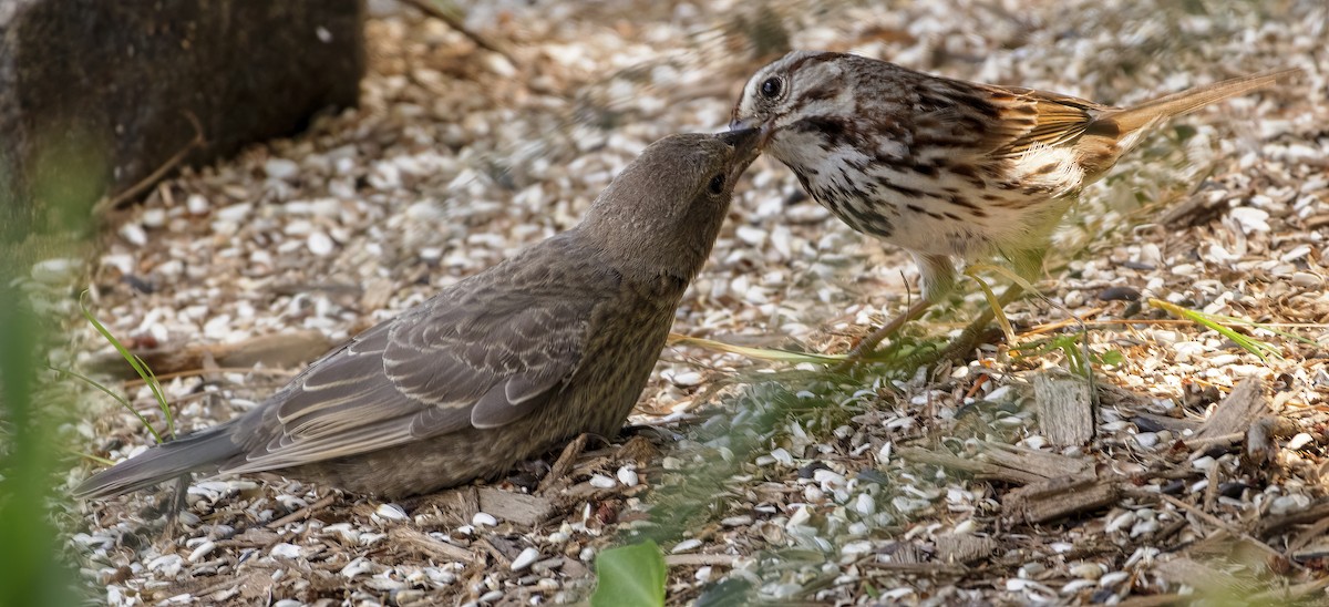 Brown-headed Cowbird - Scott Young