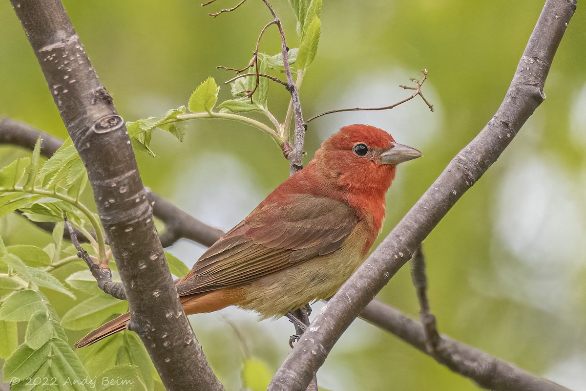 Summer Tanager - Andy Beim