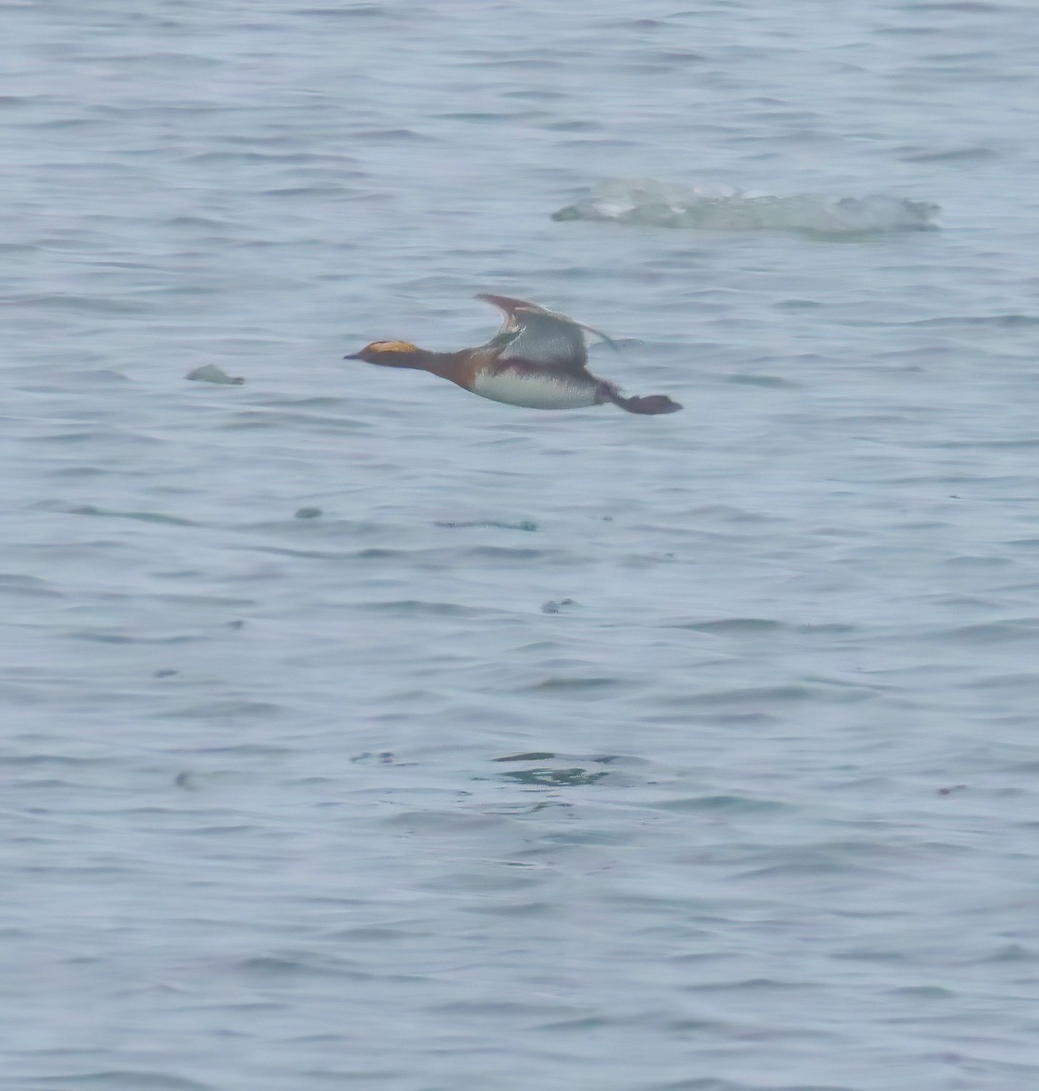 Horned Grebe - Colette Micallef