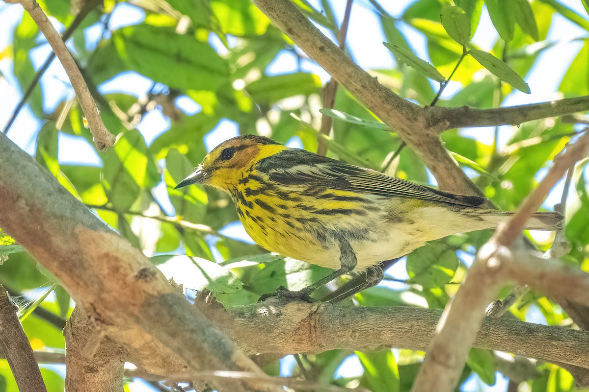 Cape May Warbler - ML462771061
