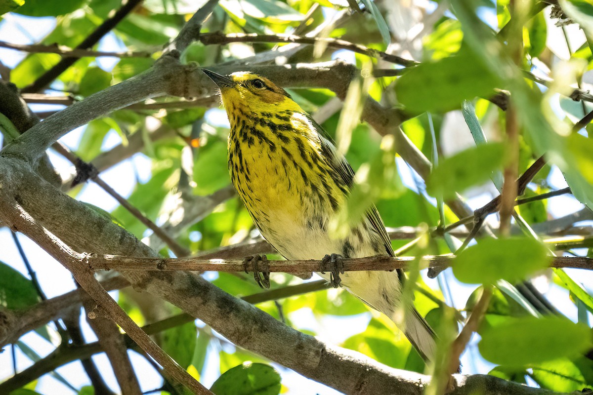 Cape May Warbler - ML462771081