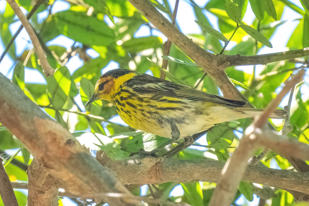 Cape May Warbler - ML462771091