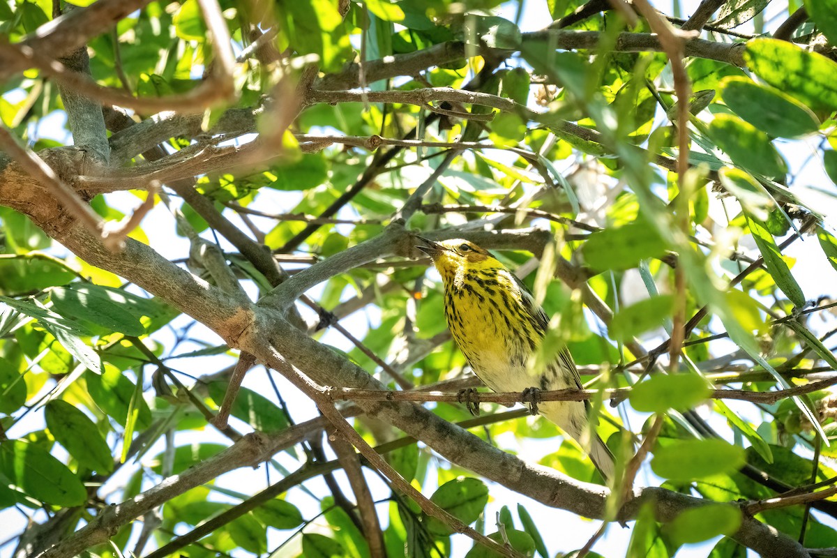 Cape May Warbler - ML462771141