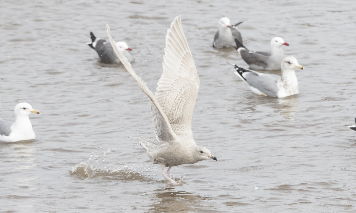 Iceland Gull (kumlieni) - ML46277171