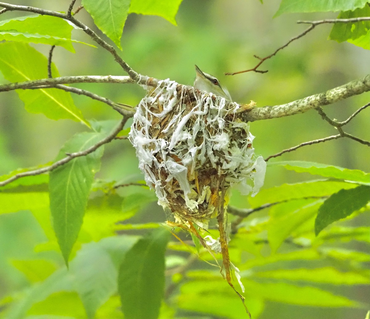 Red-eyed Vireo - ML462772201