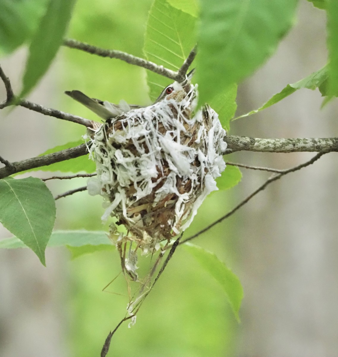 Red-eyed Vireo - ML462772471
