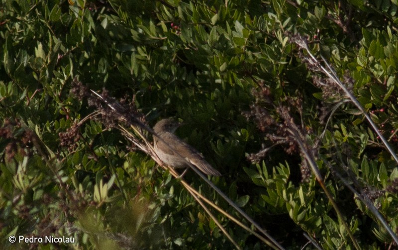 Blyth's Reed Warbler - ML46277261