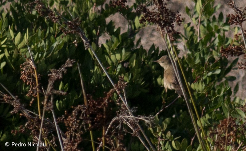 Blyth's Reed Warbler - ML46277281