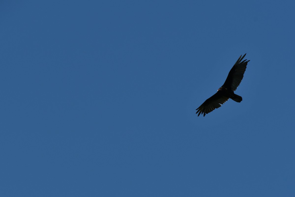 Turkey Vulture - ML462772841