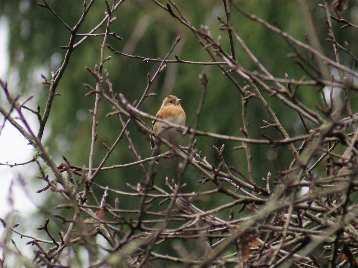 Brambling - ML46277291