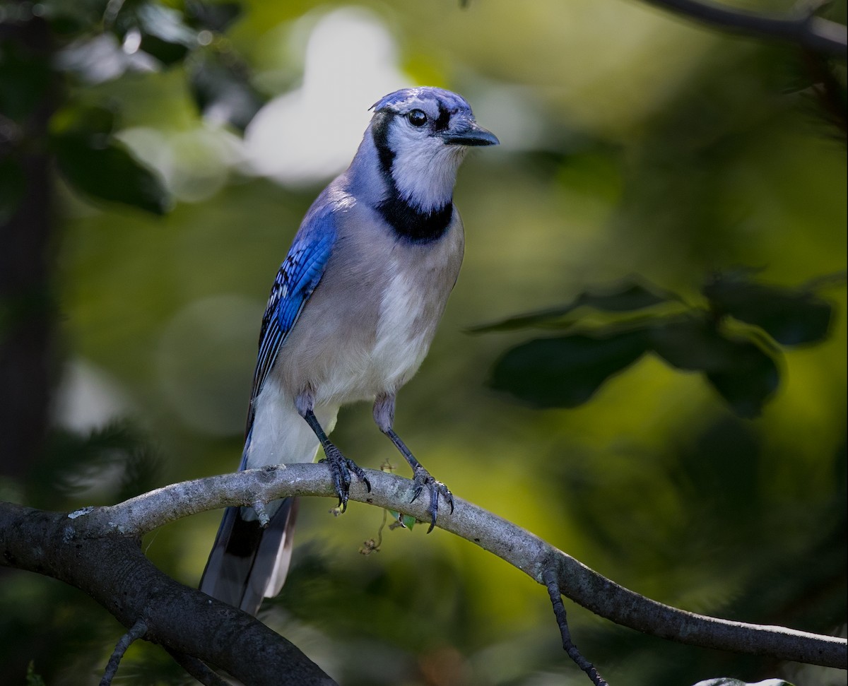 Blue Jay - Harvey Fielder