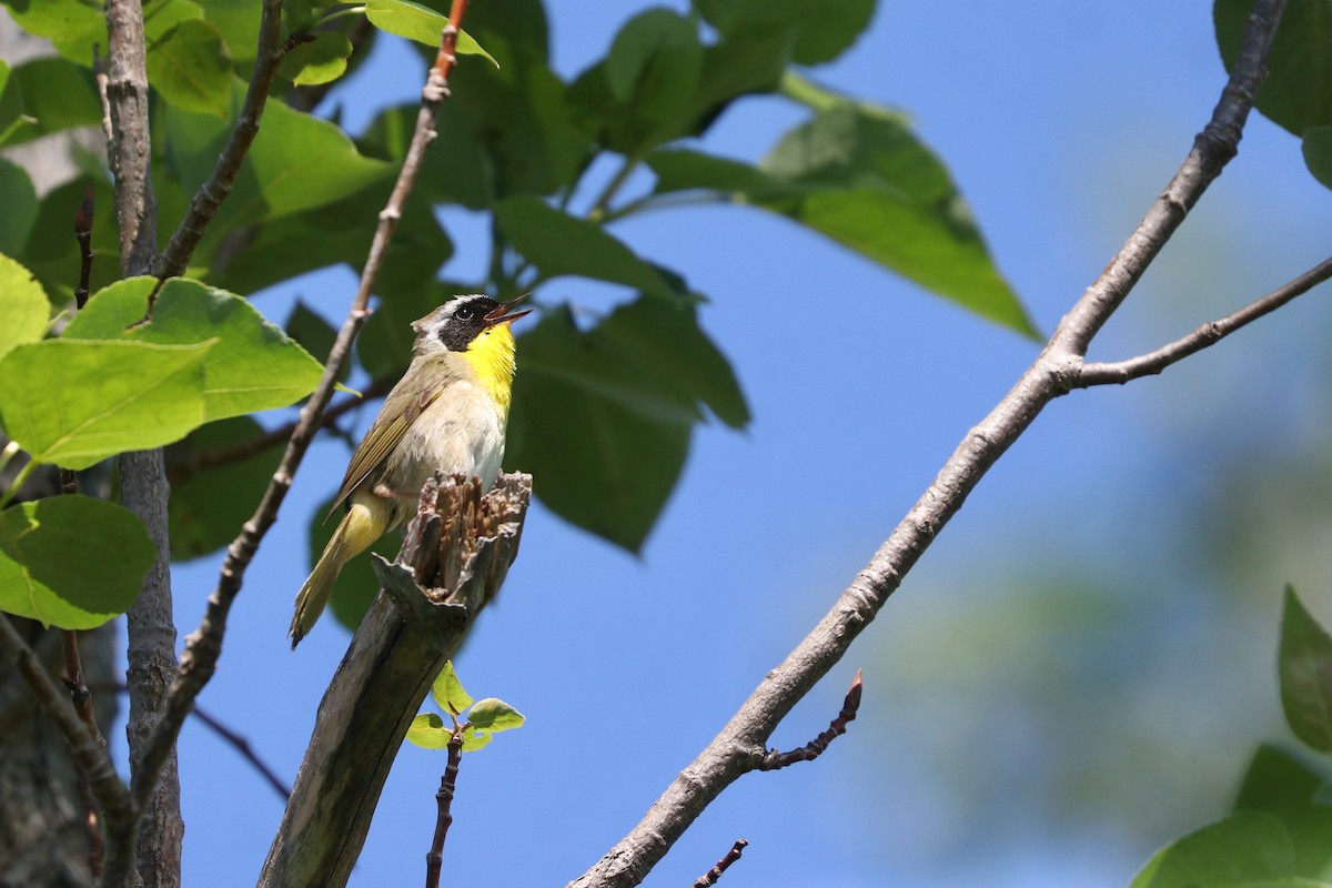 Common Yellowthroat - ML462775111