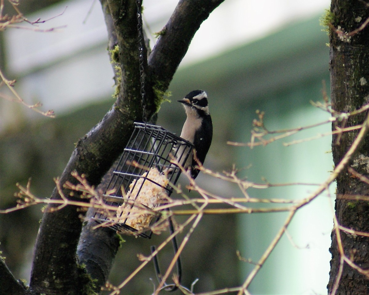 Downy Woodpecker - Nick Mrvelj