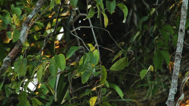 Pale-billed Sicklebill - ML462777