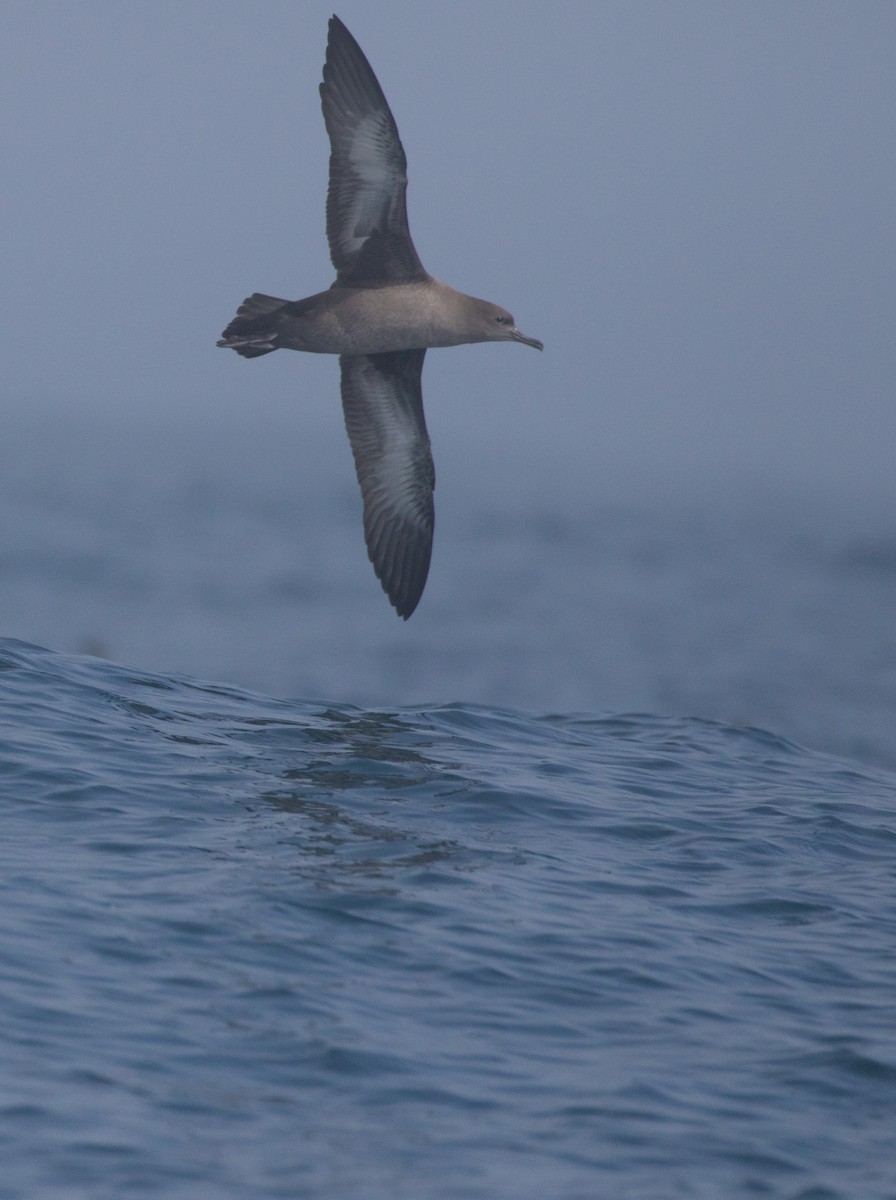 Sooty Shearwater - ML462777501