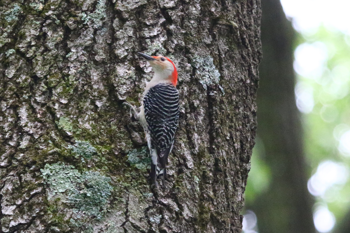 Red-bellied Woodpecker - ML462777721