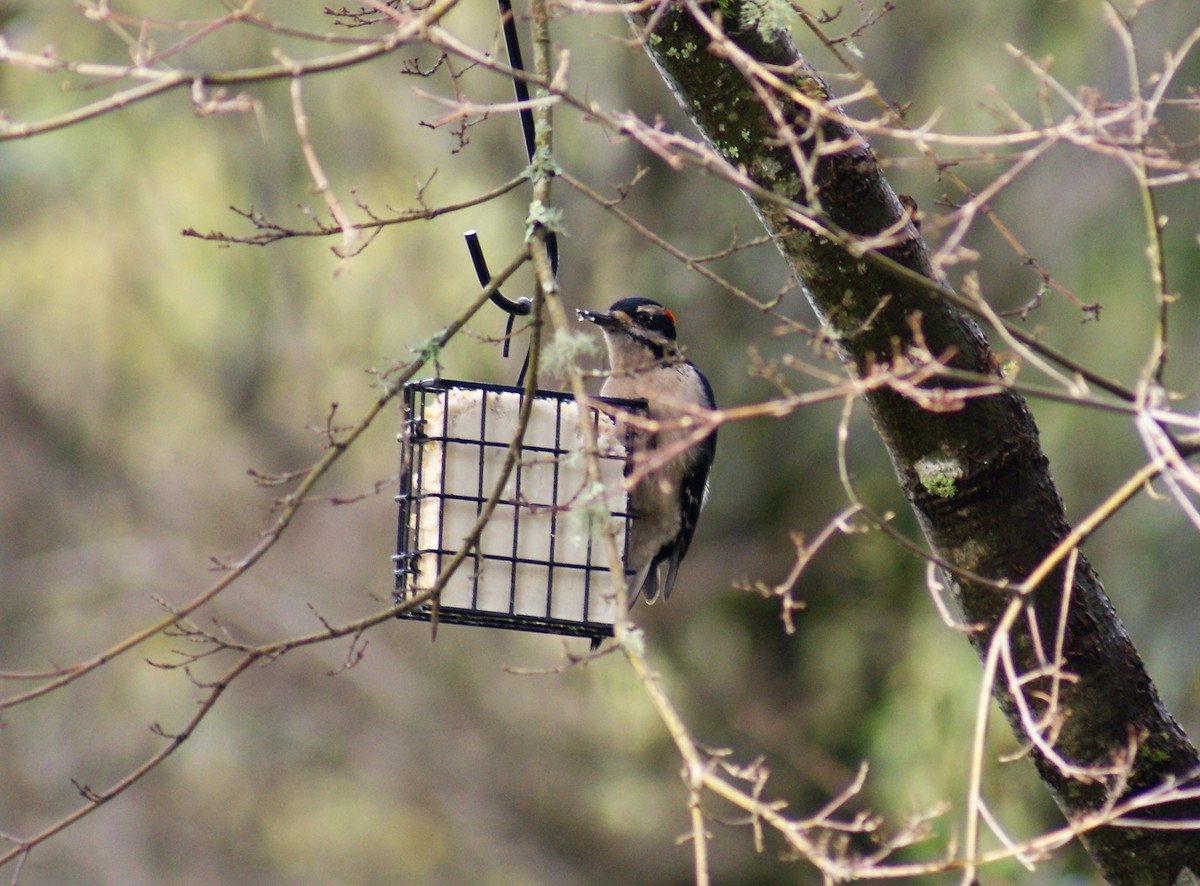 Hairy Woodpecker - ML46277881