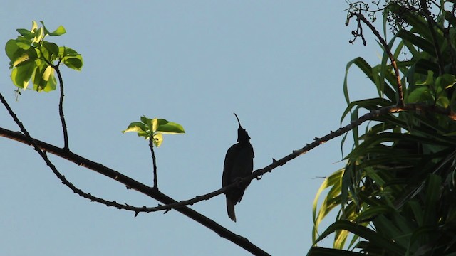 Pale-billed Sicklebill - ML462779