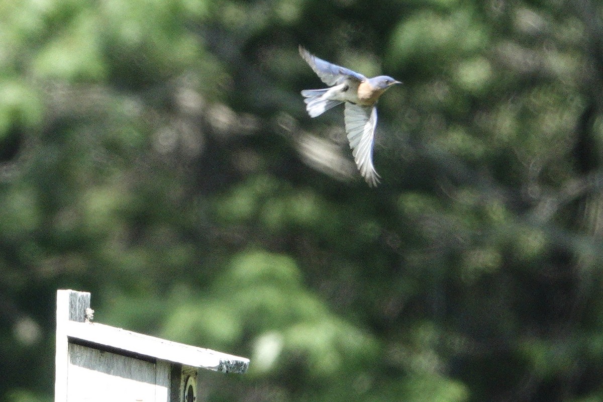 Eastern Bluebird - ML462779551