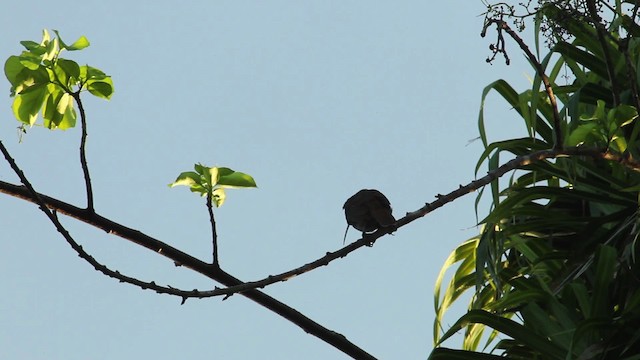 Pale-billed Sicklebill - ML462781