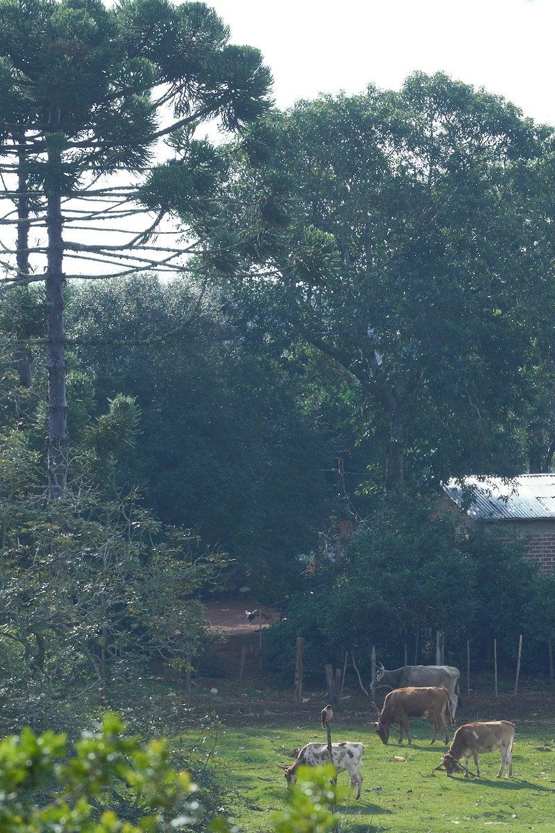 Roadside Hawk - ML462781691