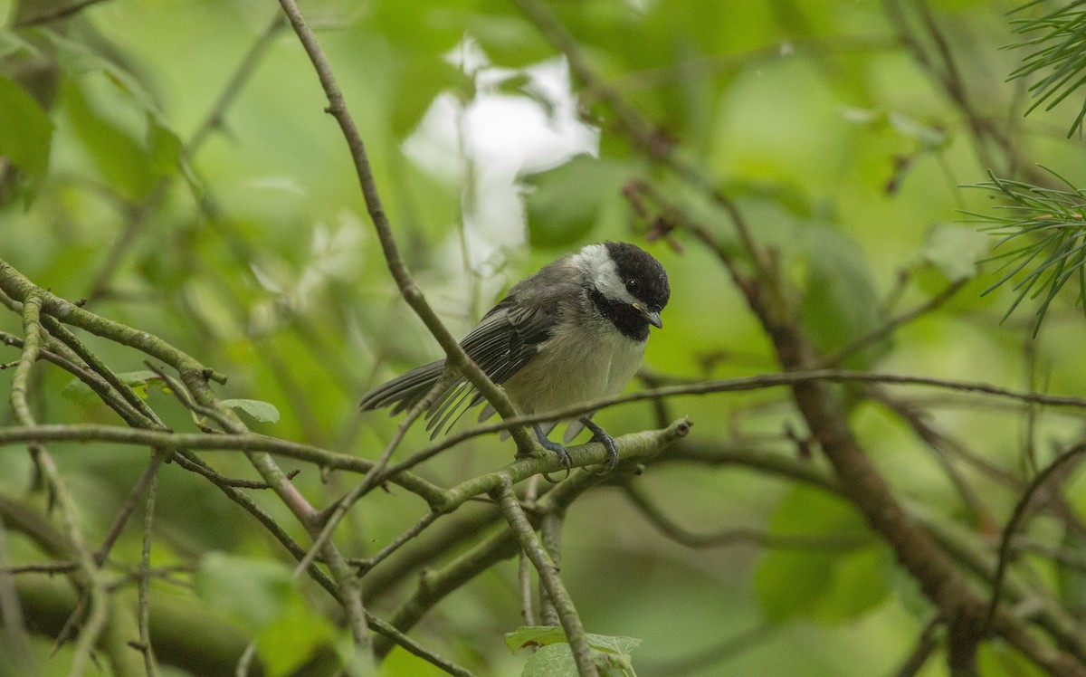 Black-capped Chickadee - ML462781701