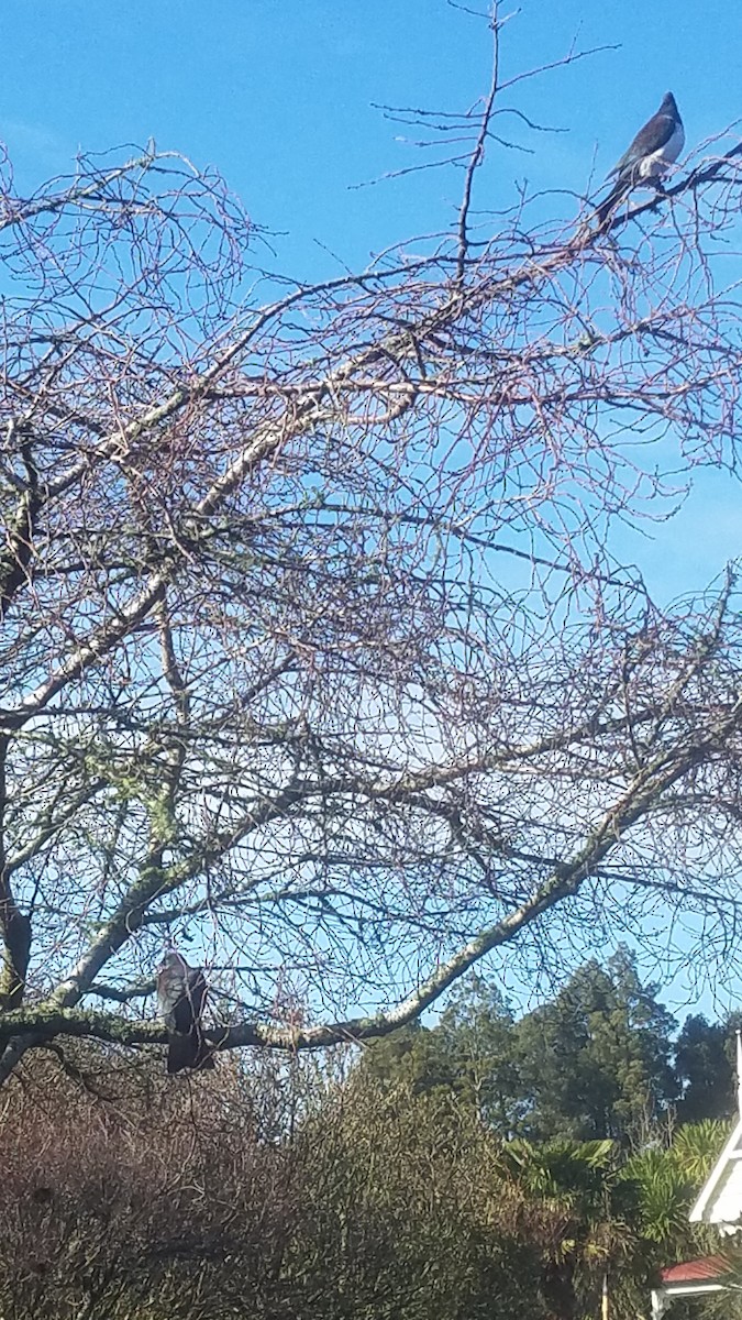 New Zealand Pigeon - David Riddell