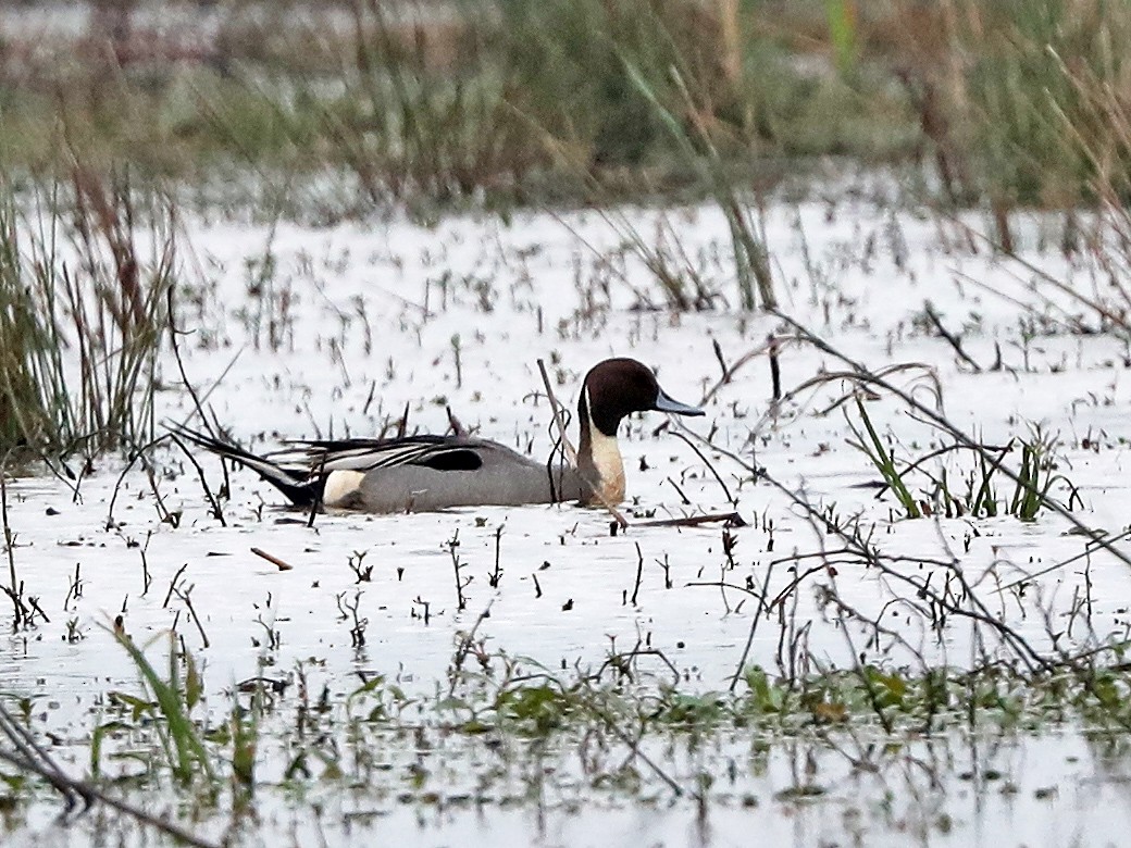 Northern Pintail - Jeff Trahan