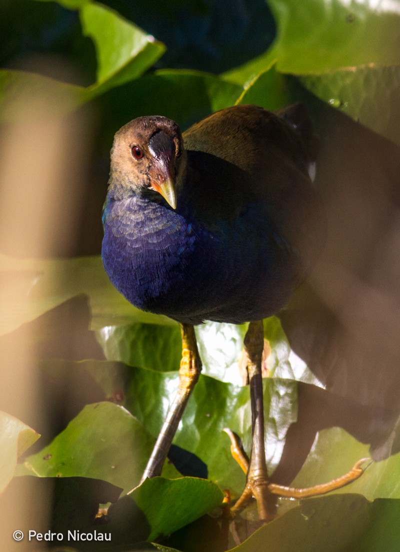 Purple Gallinule - ML46278301