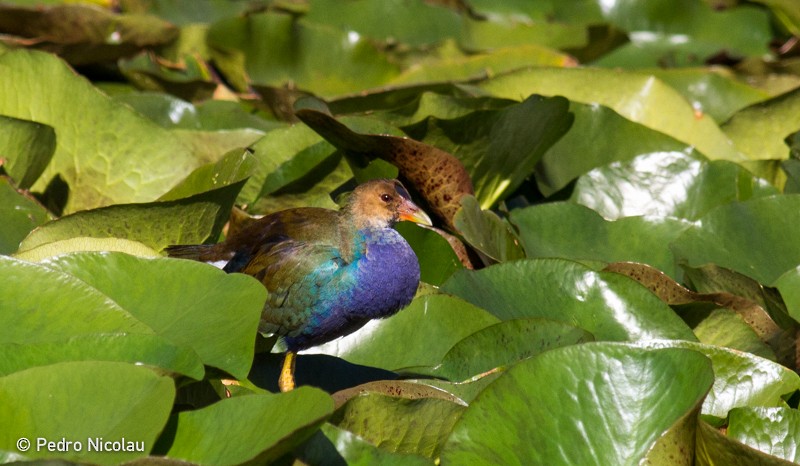 Purple Gallinule - ML46278311