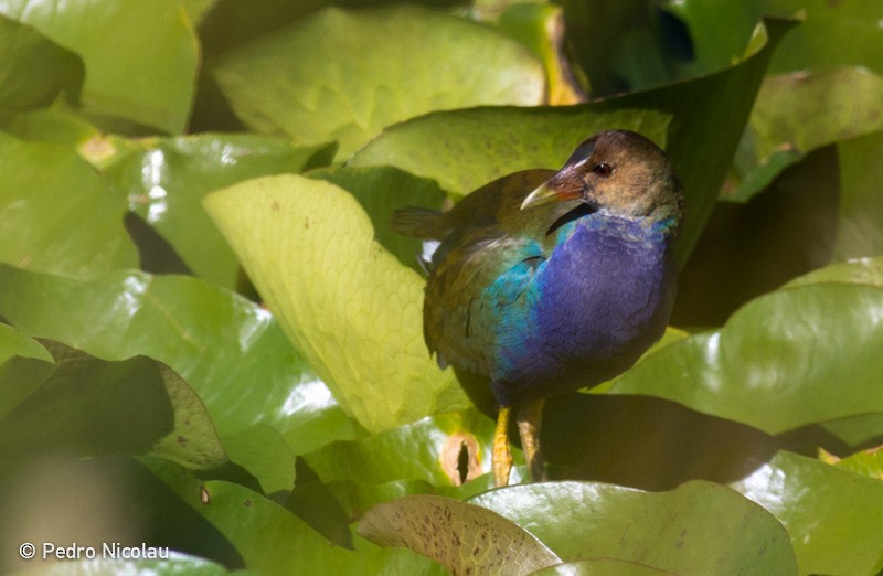 Purple Gallinule - ML46278321
